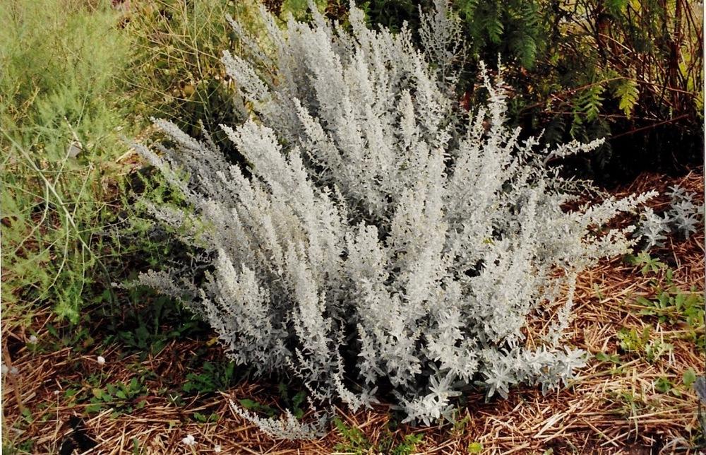 Photo of White Sage (Artemisia ludoviciana subsp. albula 'Silver King') uploaded by Permastake