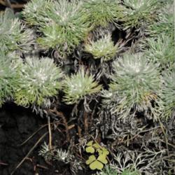 Location: Heathcote Ontario Canada
Date: August
Artemisia schmidtiana tufts of leaves