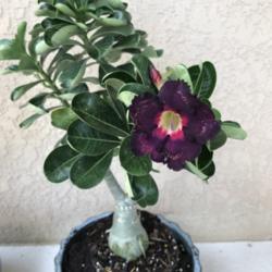 Location: Tampa, Florida
Date: 2021-09-25
First bloom of my purple desert rose, nicknamed, "Violeta Wave".