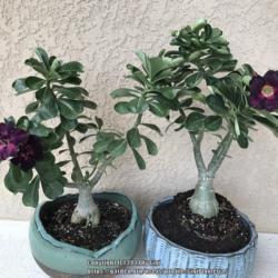 Location: Tampa, Florida
Date: 2021-09-25
Purple Desert Roses, nicknamed “Violeta Flora” and “Violeta