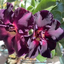 Location: Tampa, Florida
Date: 2021-09-25 
Rebloom, my double purple desert rose nicknamed, “Violeta Flora