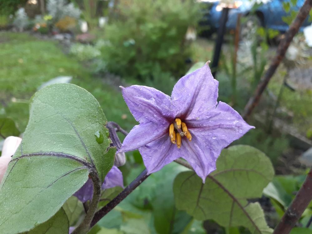 Photo of Eggplant (Solanum melongena 'Ichiban') uploaded by Marcerick