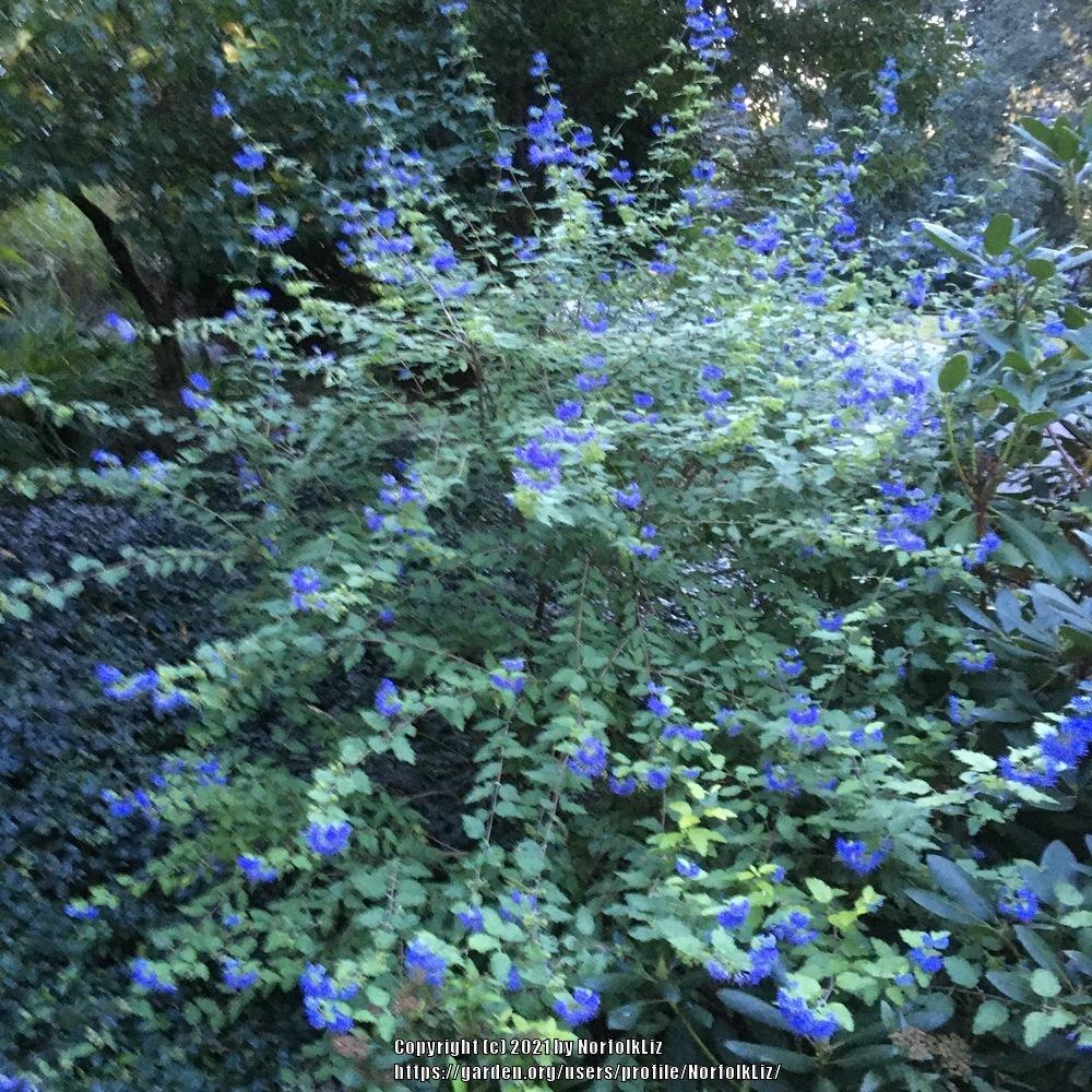 Photo of Bluebeards (Caryopteris) uploaded by NorfolkLiz