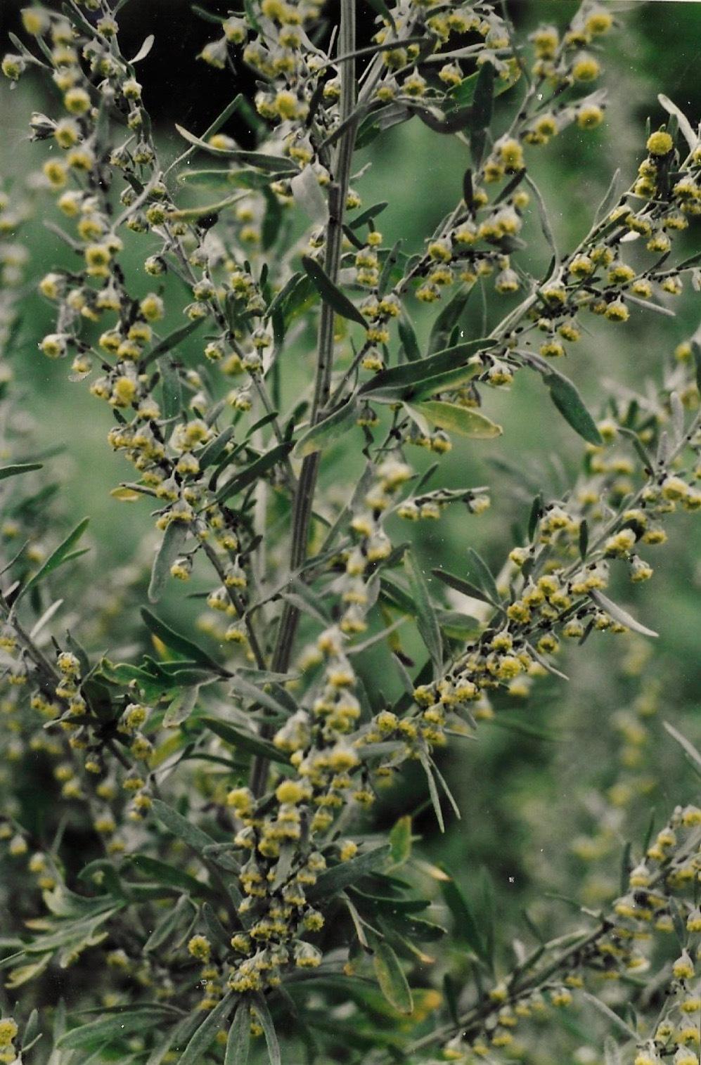Photo of Tarragons (Artemisia dracunculus) uploaded by Permastake
