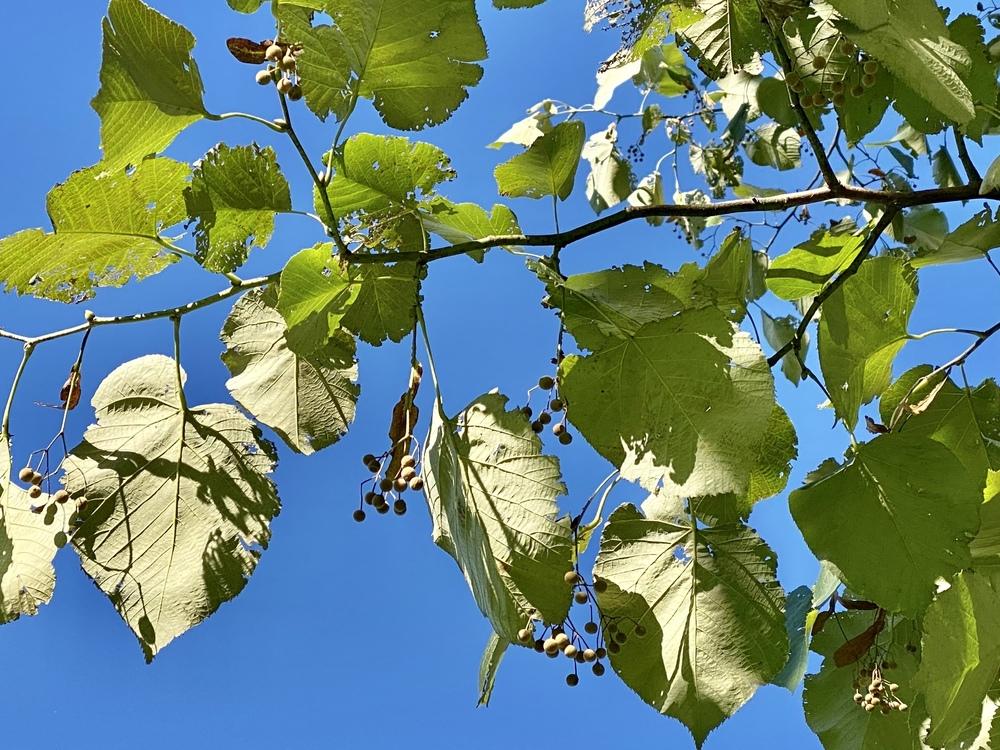 Photo of American Basswood (Tilia americana) uploaded by csandt