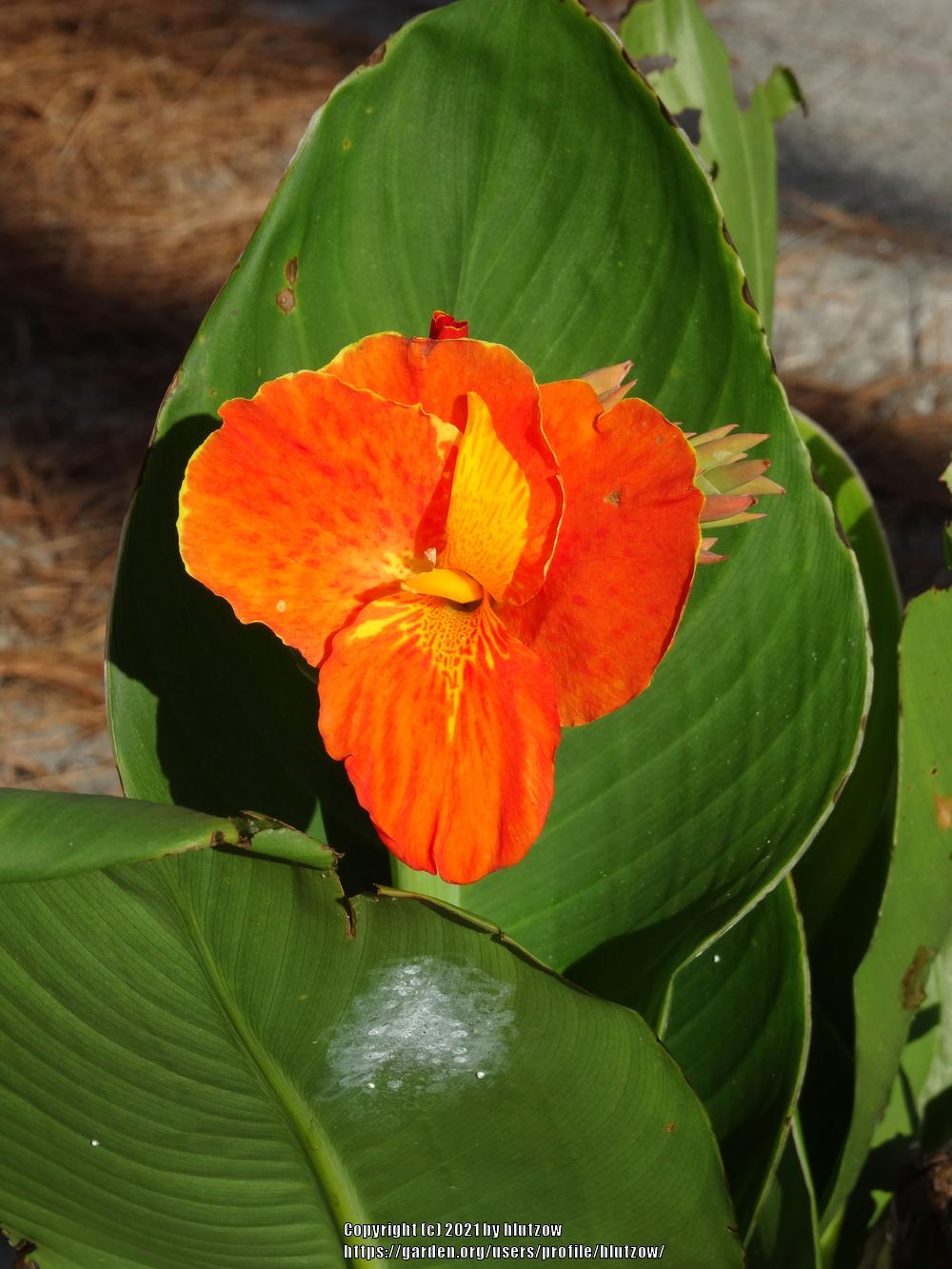 Photo of Cannas (Canna) uploaded by hlutzow