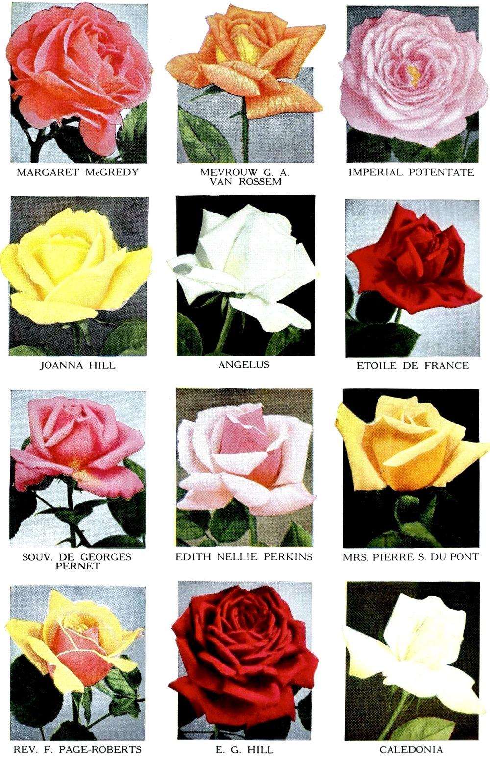 Photo of Roses (Rosa) uploaded by scvirginia