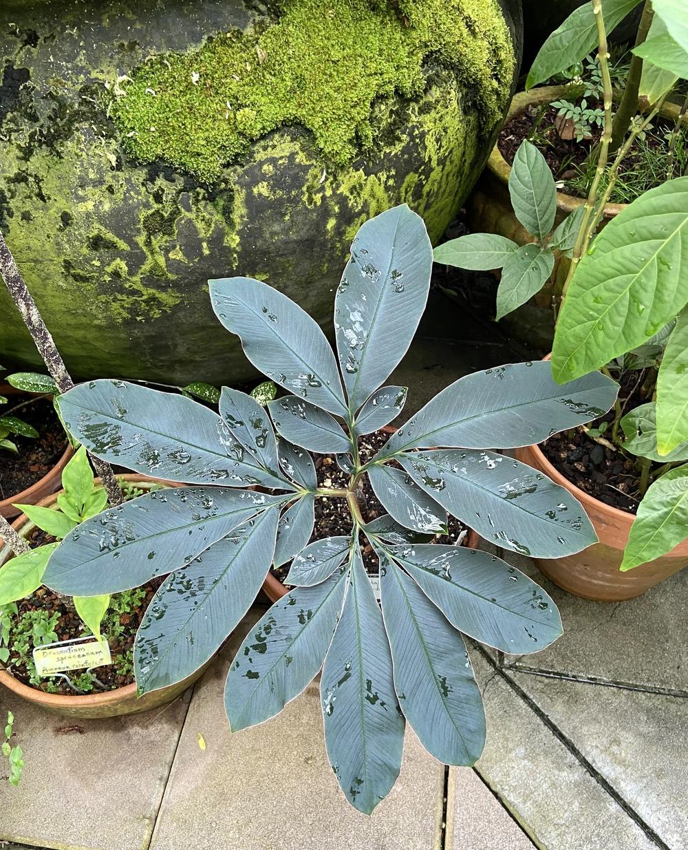 Photo of Voodoo Plant (Amorphophallus atroviridis) uploaded by Calif_Sue