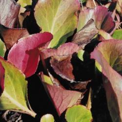 Location: Heathcote Ontario Canada
Date: August 
Bergenia cordifolia Fall leaves