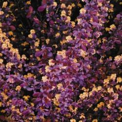 Location: Owen Blvd p.s.Toronto Ontario Canada
Date: May
Berberis thunbergii'Atropurpurea' in bloom