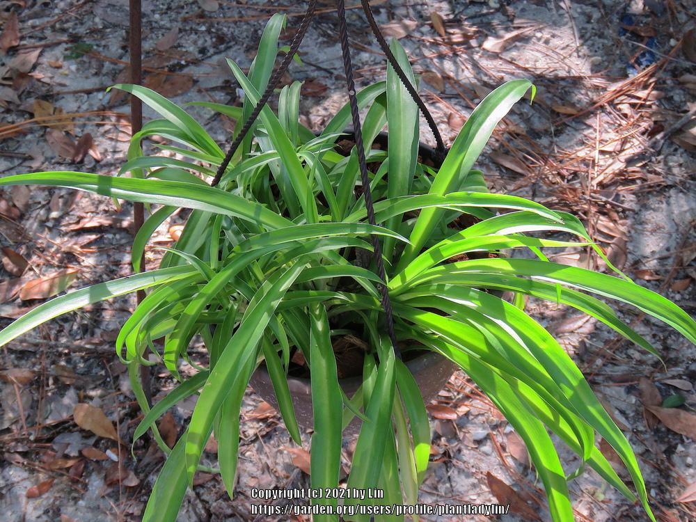 Photo of Spider Plant (Chlorophytum comosum) uploaded by plantladylin