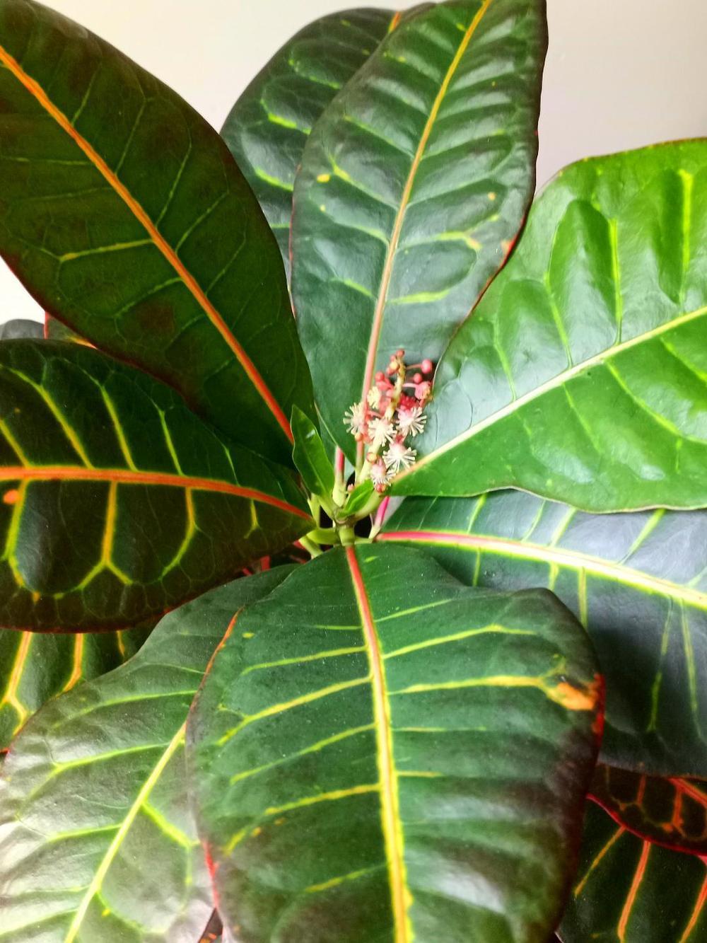 Photo of Crotons (Codiaeum) uploaded by Fran12
