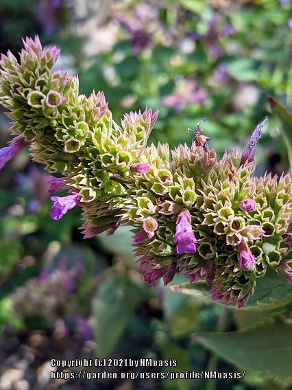Photo of Hyssop (Agastache 'Blue Boa') uploaded by NMoasis