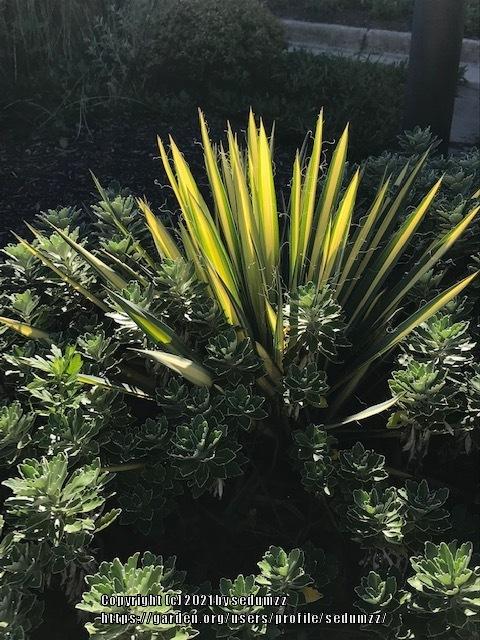 Photo of Adam's Needle (Yucca filamentosa 'Color Guard') uploaded by sedumzz