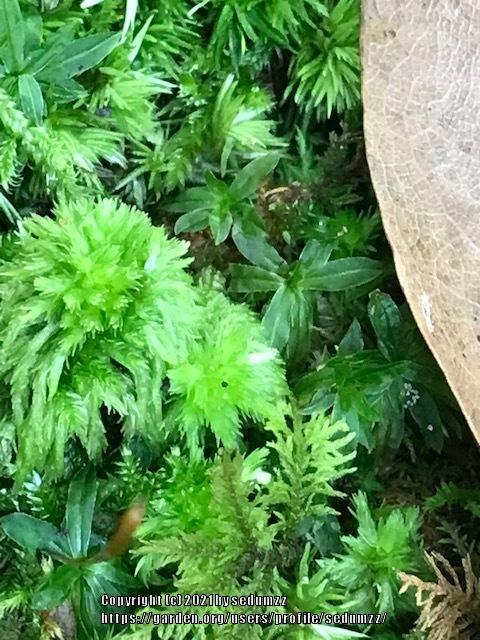 Photo of Feathery Bog Moss (Sphagnum cuspidatum) uploaded by sedumzz