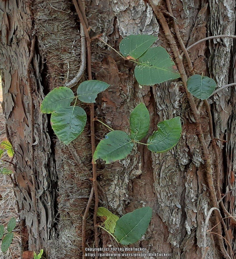 Photo of Poison Ivy (Toxicodendron radicans) uploaded by WebTucker