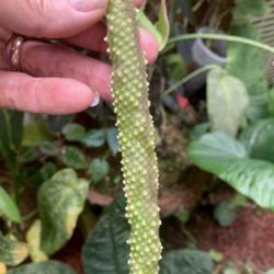 Location: My greenhouse, Florida
Date: 2021-09-30
Infructescence, early stage