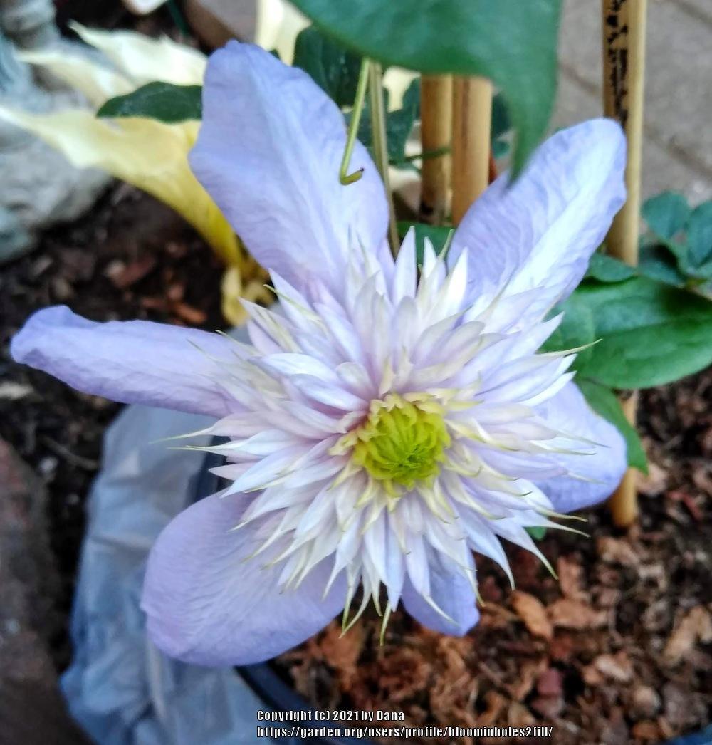 Photo of Clematis Blue Light™ uploaded by bloominholes2fill