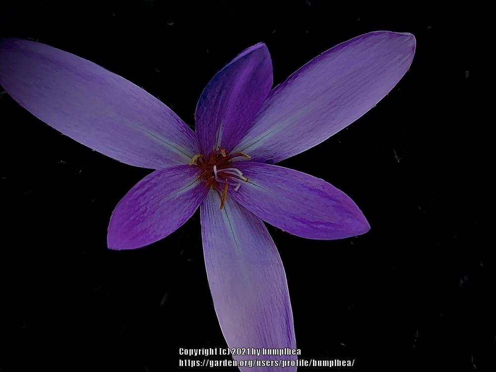 Photo of Saffron Crocus (Crocus sativus) uploaded by bumplbea