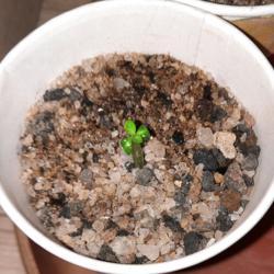 
Date: 2021-10-01
Month old seedling