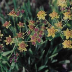 Location: Heathcote Ontario Canada
Date: August
Bupleurium rotundifolium'Green Gold' seedbeds