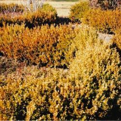 Location: Heathcote Ontario Canada
Date: October-November
Buxus microphylla'Korean'  Fall in the sun