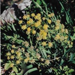 Location: Heathcote Ontario Canada
Date: July
Bupleurium rotundifolium'Green Gold'  Blooms