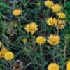 Buphthalmum salicifolium'Alpengold' maturing
