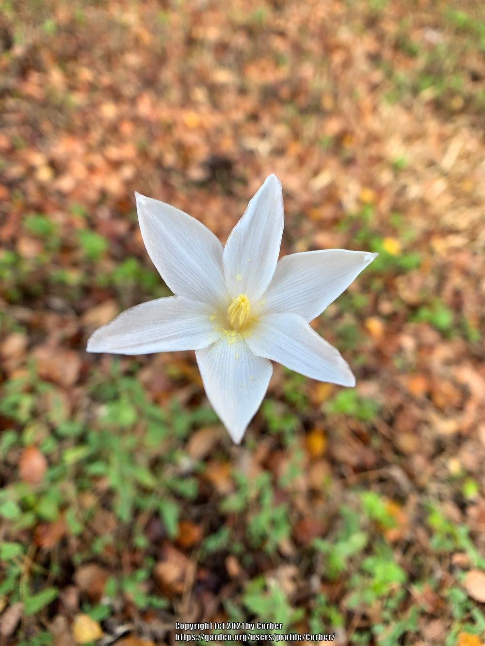 Photo of Fairy Lily (Zephyranthes drummondii) uploaded by Corber
