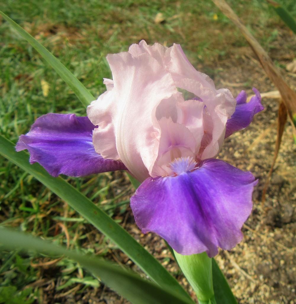 Photo of Standard Dwarf Bearded Iris (Iris 'Pause') uploaded by tveguy3