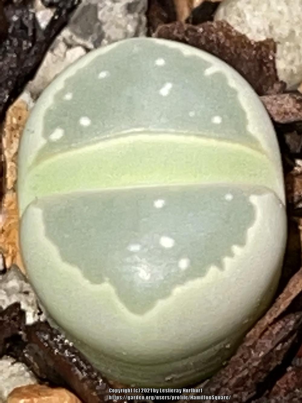 Photo of Living Stones (Lithops olivacea) uploaded by HamiltonSquare
