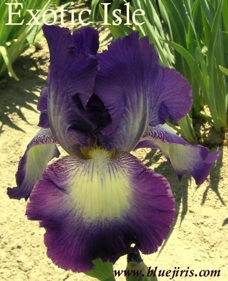 Photo of Tall Bearded Iris (Iris 'Exotic Isle') uploaded by Joy