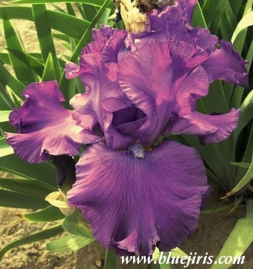 Photo of Tall Bearded Iris (Iris 'Inaugural Ball') uploaded by Joy