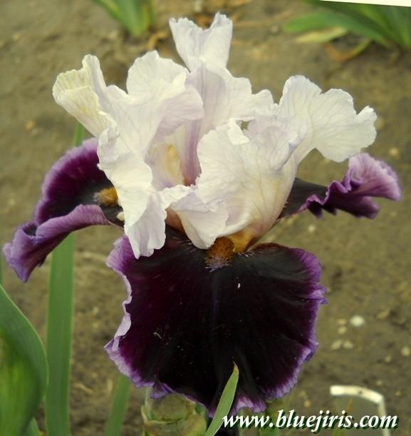 Photo of Tall Bearded Iris (Iris 'Enjoy the Party') uploaded by Joy