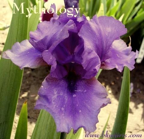 Photo of Tall Bearded Iris (Iris 'Mythology') uploaded by Joy