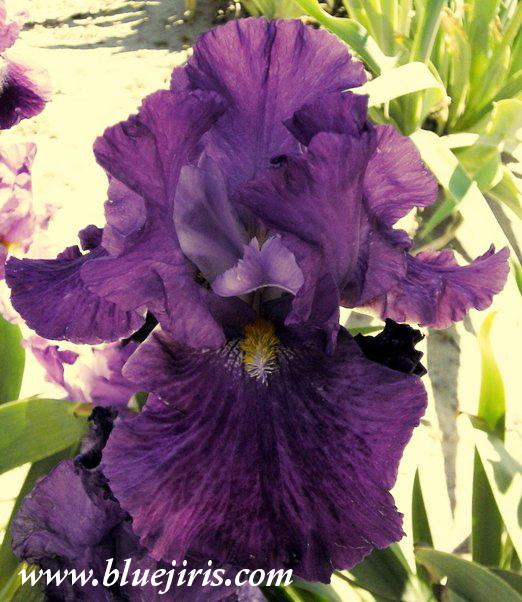 Photo of Tall Bearded Iris (Iris 'Pennellata') uploaded by Joy