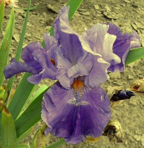 Photo of Tall Bearded Iris (Iris 'Stand in Awe') uploaded by Joy