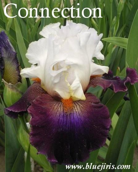 Photo of Tall Bearded Iris (Iris 'Connection') uploaded by Joy