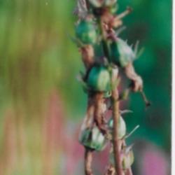 Location: Heathcote Ontario Canada
Date: September
Campanula rapunculoides capsules