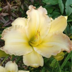 Location: Eagle Bay, New York
Date: 2021-7-28
daylily Beautiful Edgings