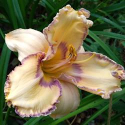 Location: Eagle Bay, New York
Date: 2021-7-28
daylily Easter Egg