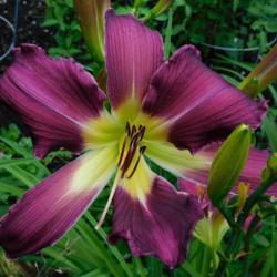Location: Eagle Bay, New York
Date: 2021-07-21
Daylily Purple Many Faces