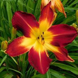 Location: Eagle Bay, New York
Date: 2021-07-21
Daylily Ruby Spider