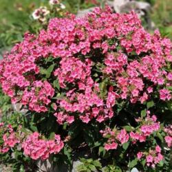 Location: Eagle Bay, New York
Date: 2021-07-28
Phlox paniculata Flame™ Coral