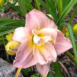 Location: Eagle Bay, New York
Date: 2021-7-28
daylily Merry Morgan