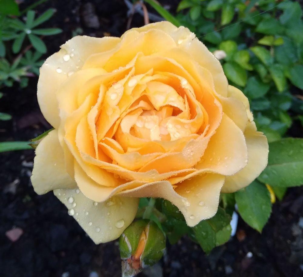 Photo of Floribunda Rose (Rosa 'Julia Child') uploaded by adknative