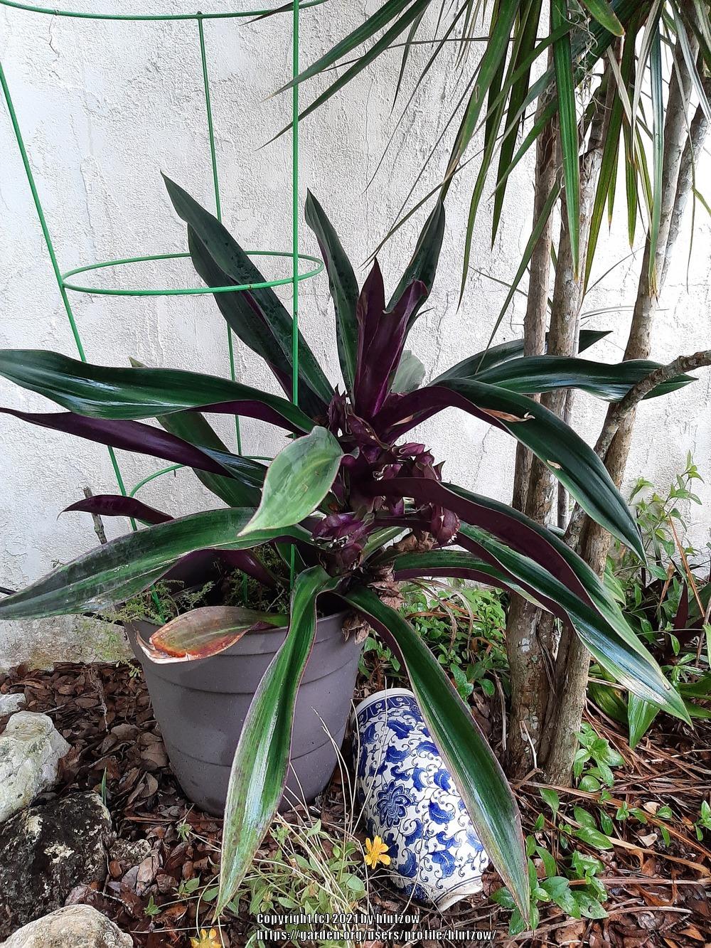 Photo of Oyster Plant (Tradescantia spathacea) uploaded by hlutzow