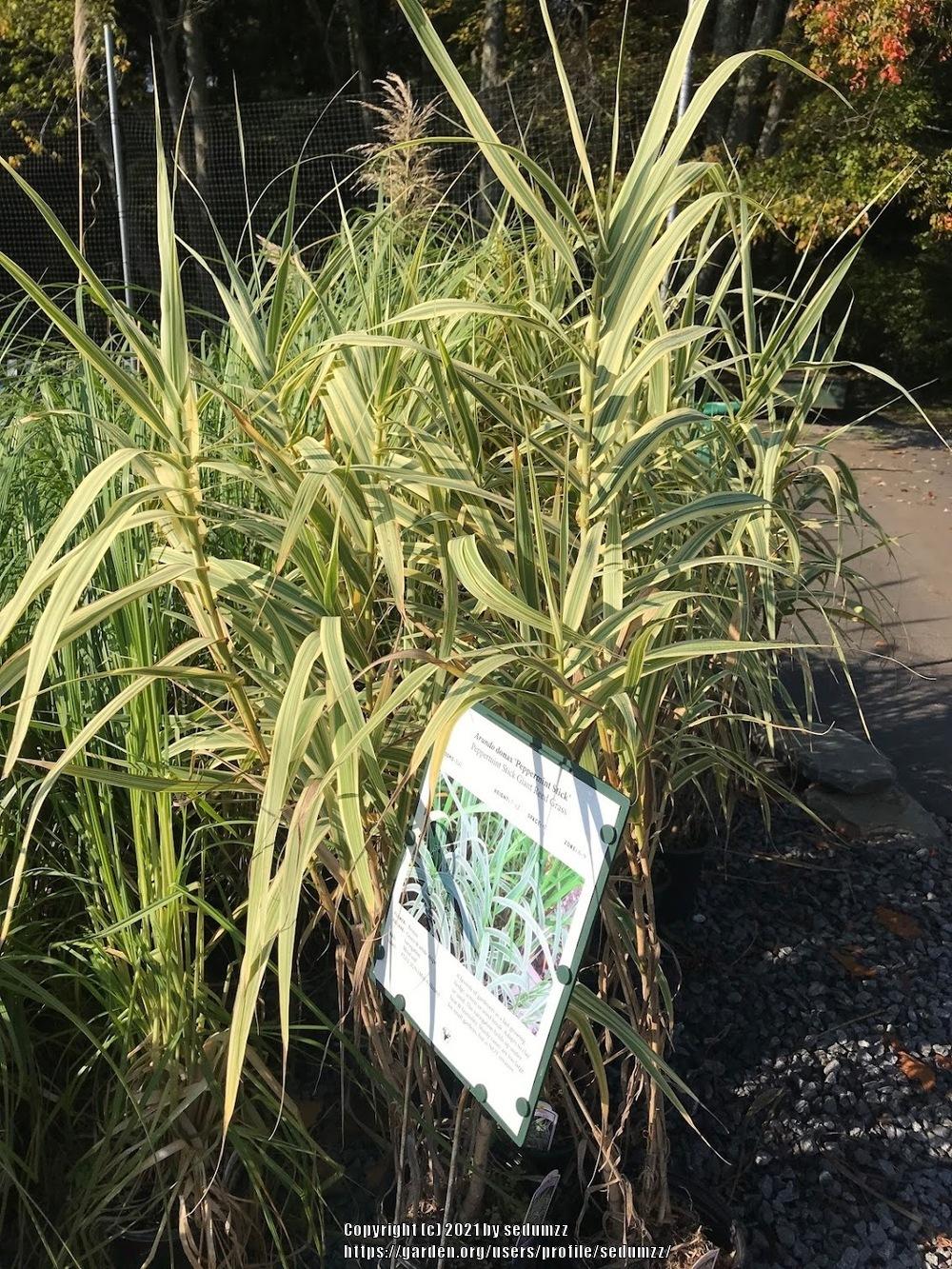 Photo of Giant Reed (Arundo donax 'Peppermint Stick') uploaded by sedumzz