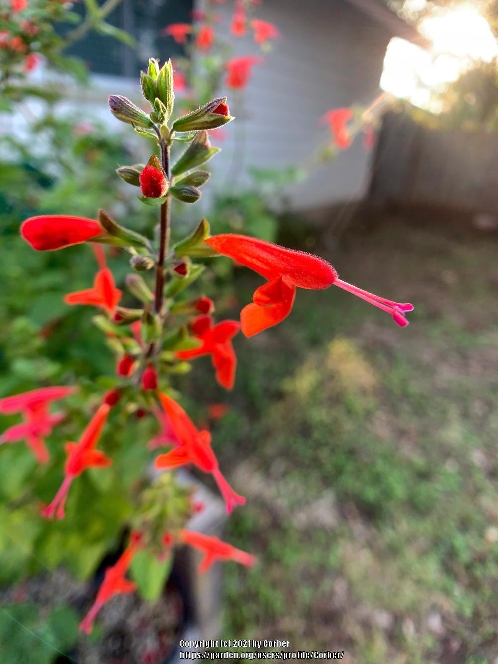 Photo of Scarlet Sage (Salvia coccinea) uploaded by Corber
