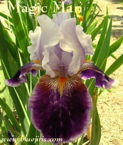 Photo of Tall Bearded Iris (Iris 'Magic Man') uploaded by Joy